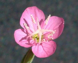 Fotografia da espécie Oenothera rosea