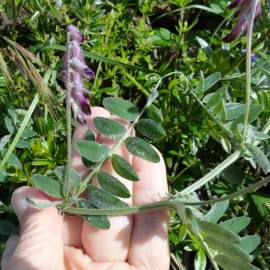 Fotografia da espécie Vicia benghalensis var. benghalensis