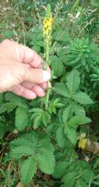 Fotografia da espécie Agrimonia eupatoria subesp. eupatoria