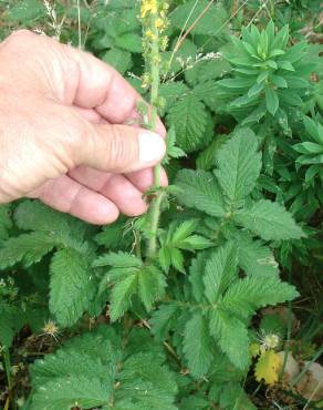 Fotografia 6 da espécie Agrimonia eupatoria subesp. eupatoria no Jardim Botânico UTAD