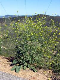 Fotografia da espécie Sisymbrium officinale