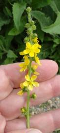 Fotografia da espécie Agrimonia eupatoria subesp. eupatoria