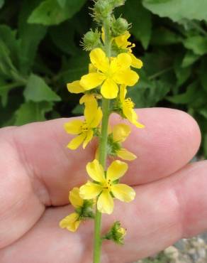 Fotografia 7 da espécie Agrimonia eupatoria subesp. eupatoria no Jardim Botânico UTAD