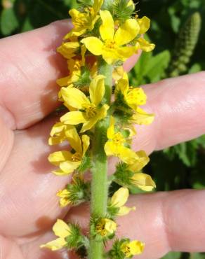 Fotografia 8 da espécie Agrimonia eupatoria subesp. eupatoria no Jardim Botânico UTAD