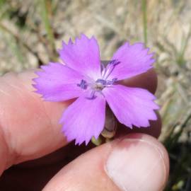 Fotografia da espécie Dianthus cintranus subesp. cintranus