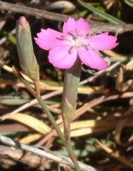 Dianthus cintranus subesp. cintranus