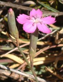 Fotografia da espécie Dianthus cintranus subesp. cintranus