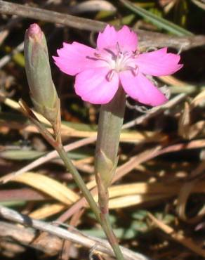 Fotografia 1 da espécie Dianthus cintranus subesp. cintranus no Jardim Botânico UTAD