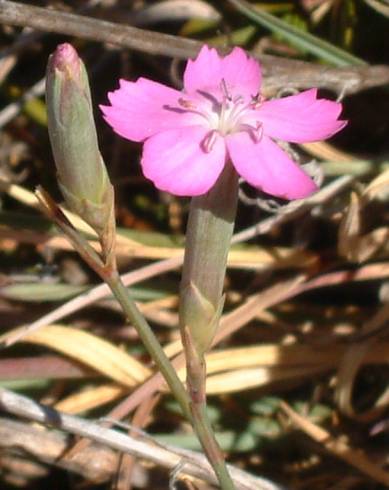 Fotografia de capa Dianthus cintranus subesp. cintranus - do Jardim Botânico