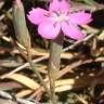 Fotografia 1 da espécie Dianthus cintranus subesp. cintranus do Jardim Botânico UTAD