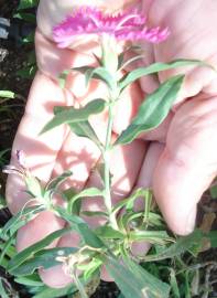 Fotografia da espécie Dianthus cintranus subesp. cintranus