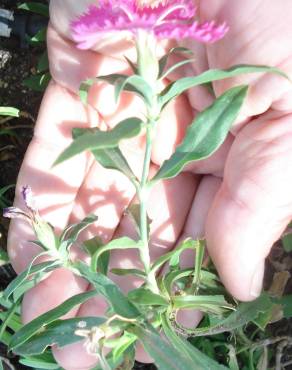 Fotografia 3 da espécie Dianthus cintranus subesp. cintranus no Jardim Botânico UTAD