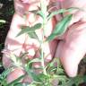 Fotografia 3 da espécie Dianthus cintranus subesp. cintranus do Jardim Botânico UTAD