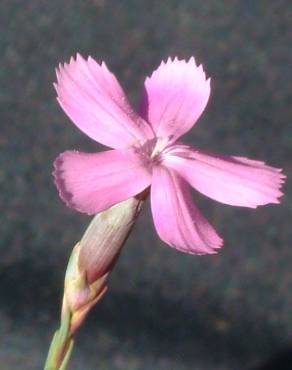 Fotografia 4 da espécie Dianthus cintranus subesp. cintranus no Jardim Botânico UTAD