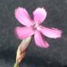 Fotografia 4 da espécie Dianthus cintranus subesp. cintranus do Jardim Botânico UTAD
