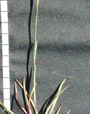 Fotografia 5 da espécie Dianthus cintranus subesp. cintranus no Jardim Botânico UTAD