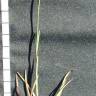 Fotografia 5 da espécie Dianthus cintranus subesp. cintranus do Jardim Botânico UTAD