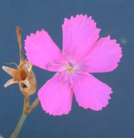 Fotografia da espécie Dianthus cintranus subesp. cintranus