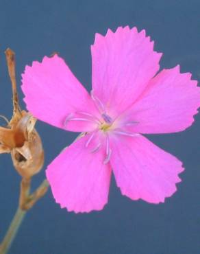 Fotografia 6 da espécie Dianthus cintranus subesp. cintranus no Jardim Botânico UTAD