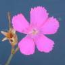 Fotografia 6 da espécie Dianthus cintranus subesp. cintranus do Jardim Botânico UTAD