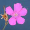 Fotografia 6 da espécie Dianthus cintranus subesp. cintranus do Jardim Botânico UTAD
