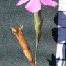 Fotografia 7 da espécie Dianthus cintranus subesp. cintranus do Jardim Botânico UTAD