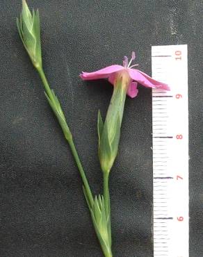 Fotografia 8 da espécie Dianthus cintranus subesp. cintranus no Jardim Botânico UTAD