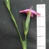 Fotografia 8 da espécie Dianthus cintranus subesp. cintranus do Jardim Botânico UTAD