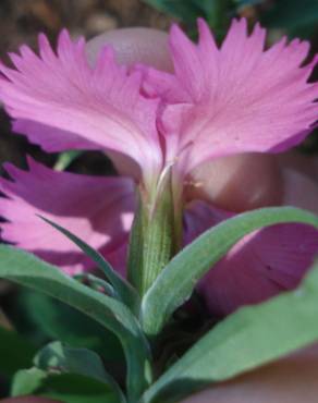 Fotografia 9 da espécie Dianthus cintranus subesp. cintranus no Jardim Botânico UTAD