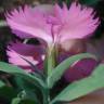 Fotografia 9 da espécie Dianthus cintranus subesp. cintranus do Jardim Botânico UTAD