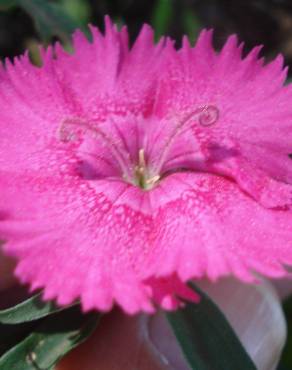 Fotografia 10 da espécie Dianthus cintranus subesp. cintranus no Jardim Botânico UTAD