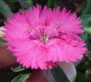 Fotografia da espécie Dianthus cintranus subesp. cintranus