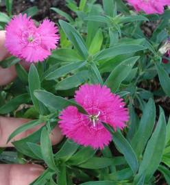 Fotografia da espécie Dianthus cintranus subesp. cintranus