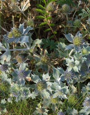 Fotografia 5 da espécie Eryngium maritimum no Jardim Botânico UTAD