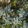 Fotografia 5 da espécie Eryngium maritimum do Jardim Botânico UTAD