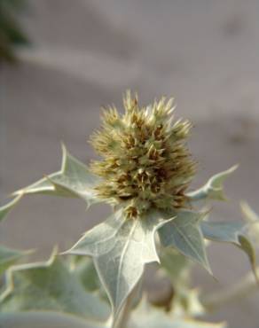 Fotografia 6 da espécie Eryngium maritimum no Jardim Botânico UTAD