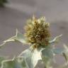 Fotografia 6 da espécie Eryngium maritimum do Jardim Botânico UTAD