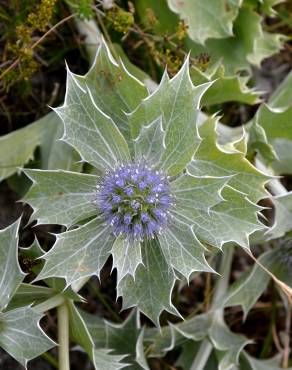 Fotografia 7 da espécie Eryngium maritimum no Jardim Botânico UTAD