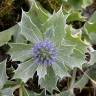 Fotografia 7 da espécie Eryngium maritimum do Jardim Botânico UTAD