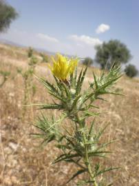 Fotografia da espécie Carthamus lanatus