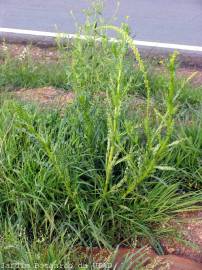 Fotografia da espécie Reseda luteola