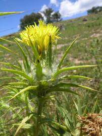 Fotografia da espécie Carthamus lanatus