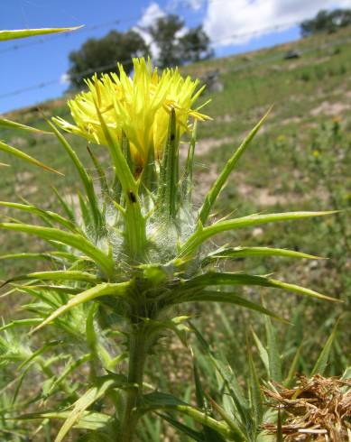 Fotografia de capa Carthamus lanatus - do Jardim Botânico