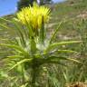 Fotografia 1 da espécie Carthamus lanatus do Jardim Botânico UTAD