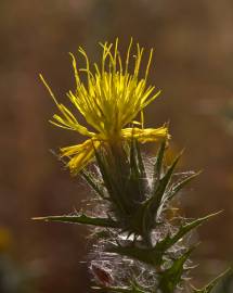 Fotografia da espécie Carthamus lanatus