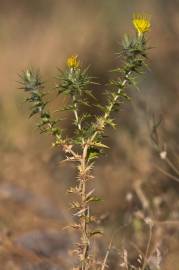 Fotografia da espécie Carthamus lanatus