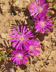 Drosanthemum floribundum