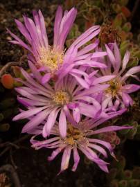 Fotografia da espécie Drosanthemum floribundum