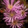Fotografia 2 da espécie Drosanthemum floribundum do Jardim Botânico UTAD