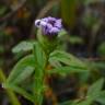 Fotografia 5 da espécie Symphyotrichum novi-belgii do Jardim Botânico UTAD